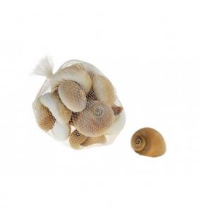 Caracoles de mar