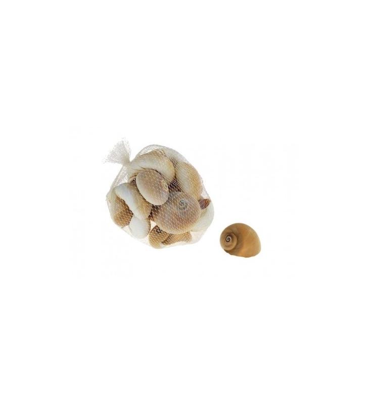 Caracoles de mar