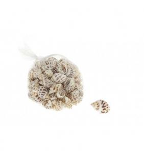 Caracolas de mar