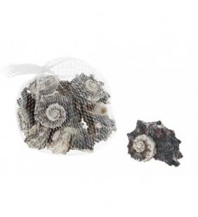 Caracoles de mar