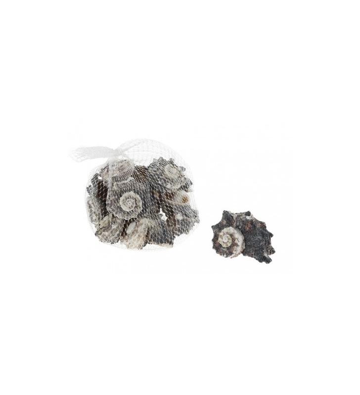 Caracoles de mar