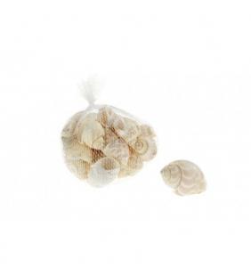 Caracoles de mar