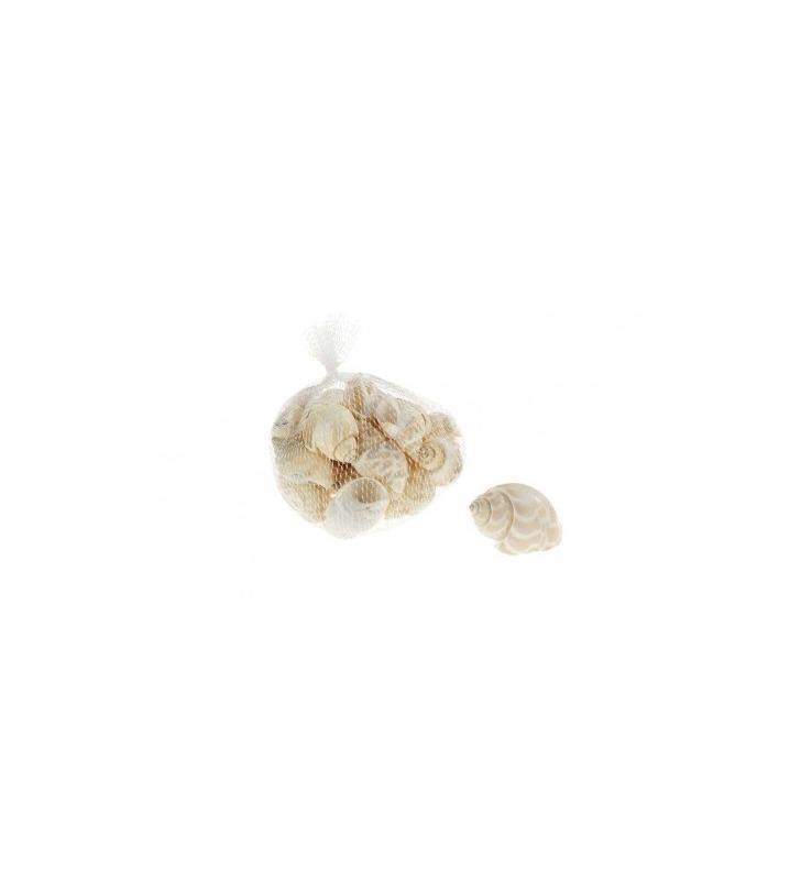 Caracoles de mar