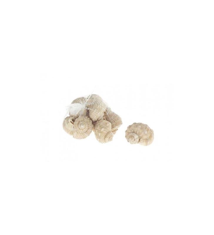 Caracoles de mar