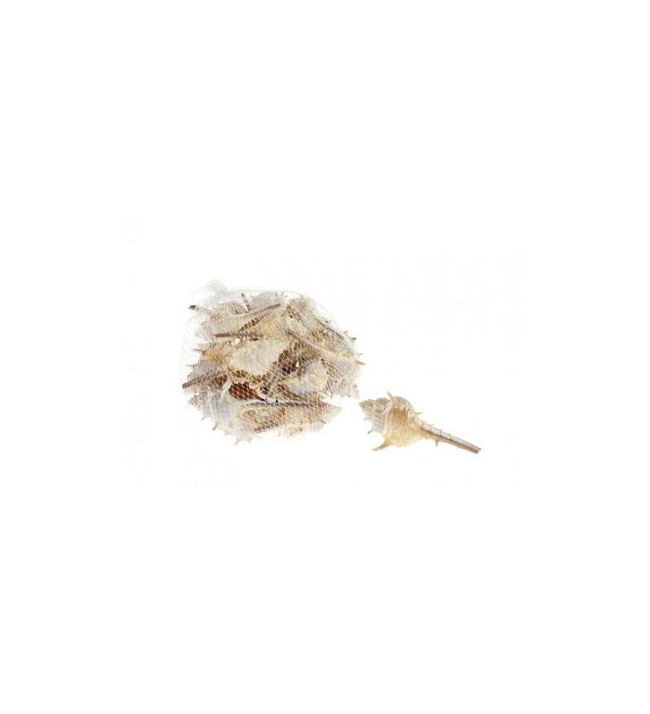 Caracoles de mar