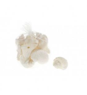 Caracoles de mar
