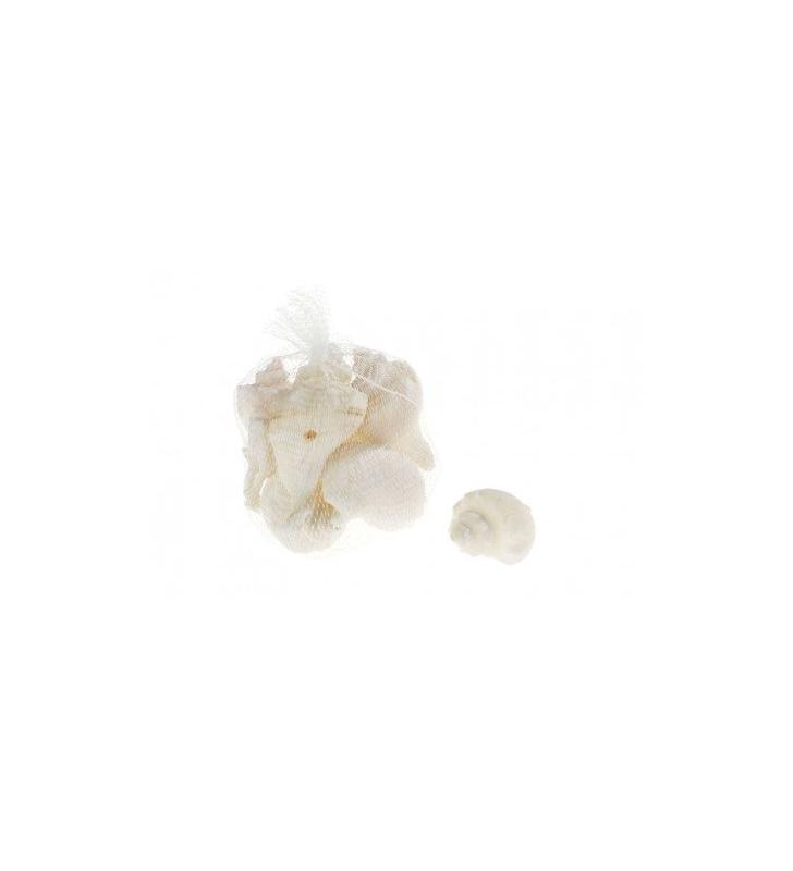Caracoles de mar