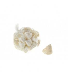 Caracoles de mar