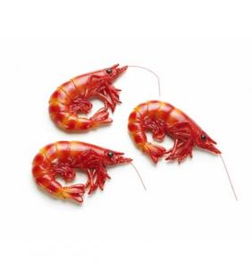 Imanes gamba 12 ud.