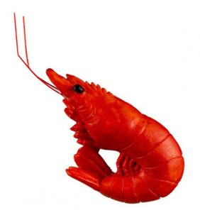 imanes gamba