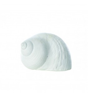CARACOL DE MAR 6 ud.