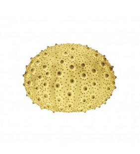 Lámpara erizo de mar
