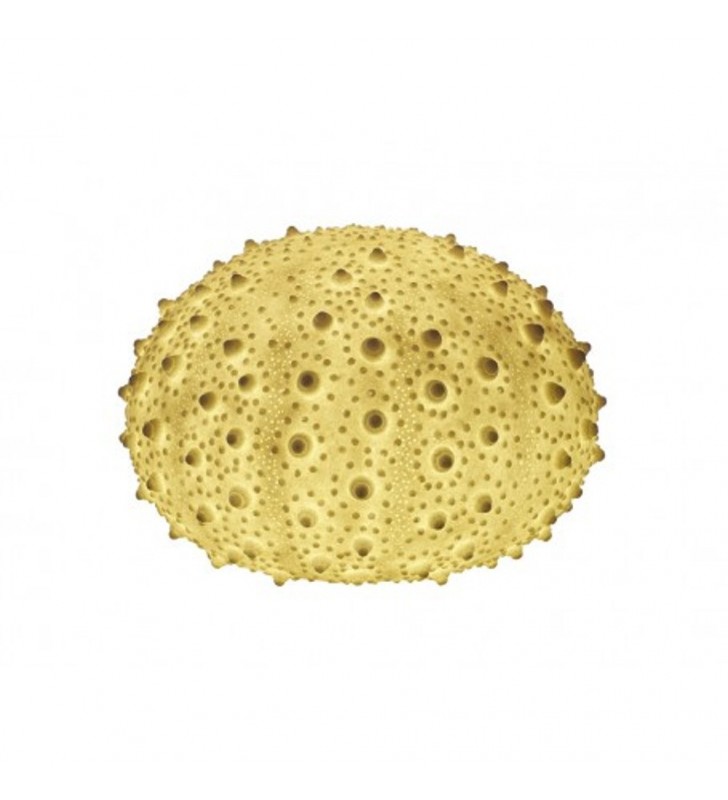 Lámpara erizo de mar